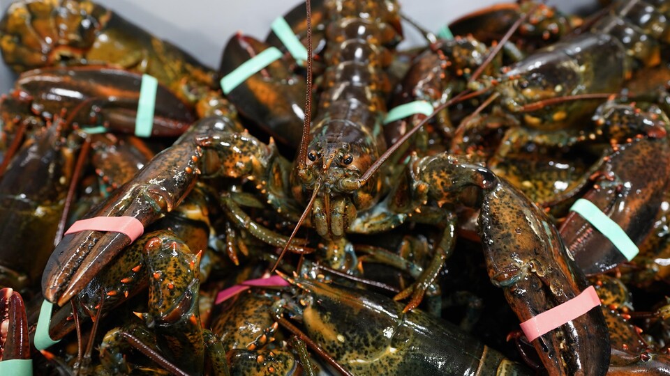 Plan rapproché de homards empilés avec des étiquettes autour de leurs pinces.