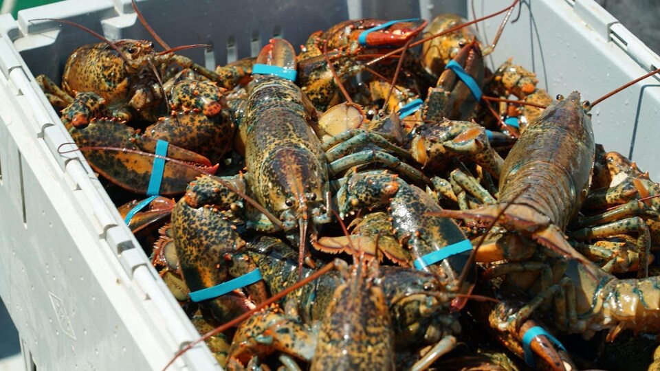 Dans un bac se trouvent plusieurs homards placés les uns par-dessus les autres. Leurs pinces sont attachées avec un élastique.