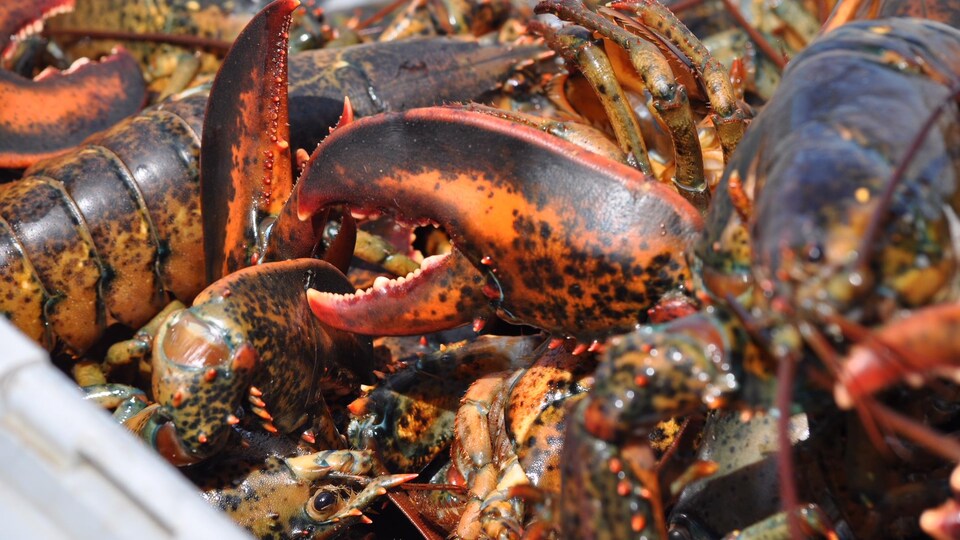 Plusieurs homards sont empilés dans une caisse. 