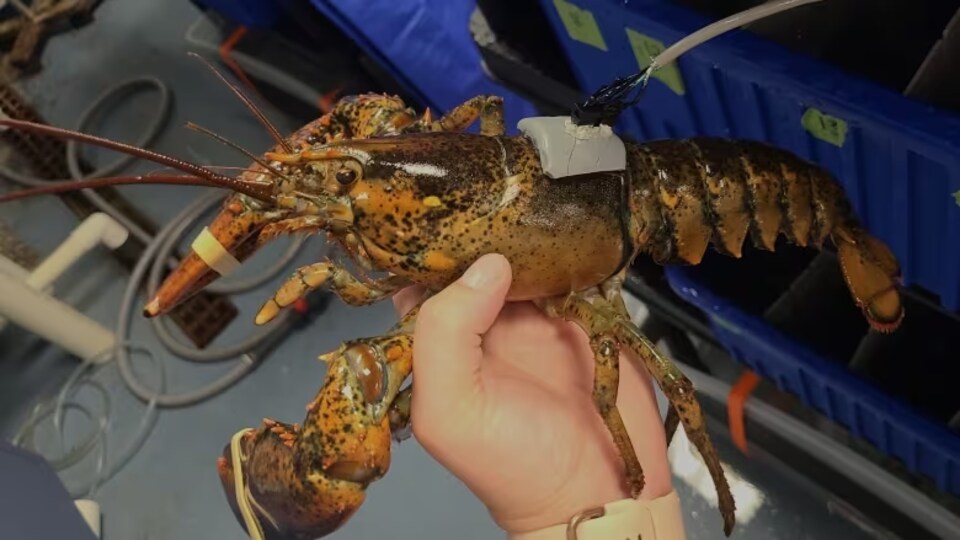 Un homard avec un moniteur gris attaché sur sa carapace.
