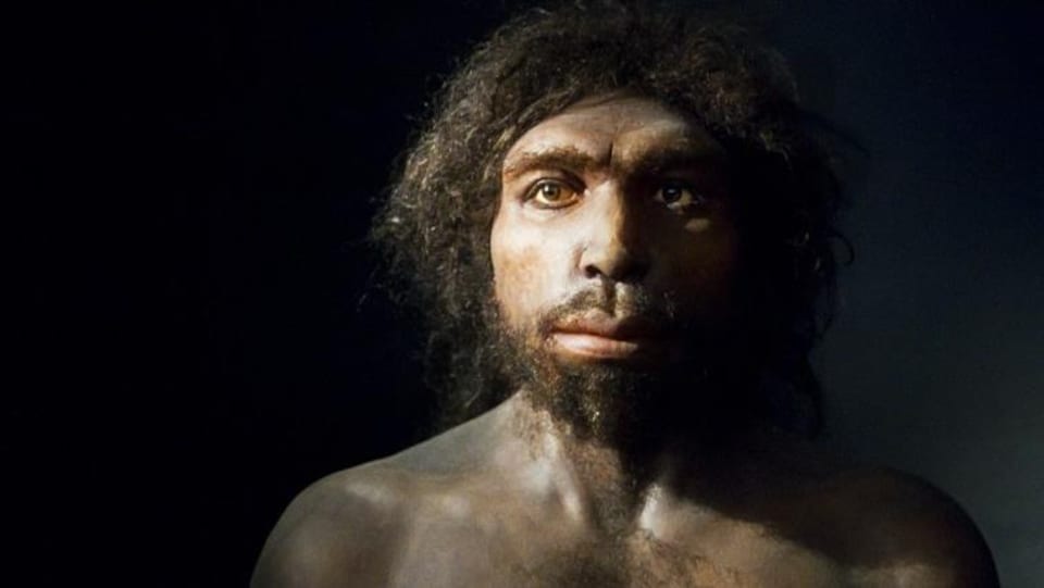 Reconstruction d'un Homo Antecessor réalisée par l'artiste Élisabeth Daynès.