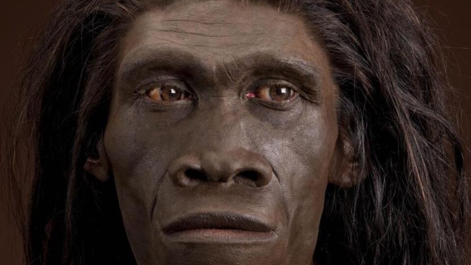 Représentation artistique d'un Homo erectus.