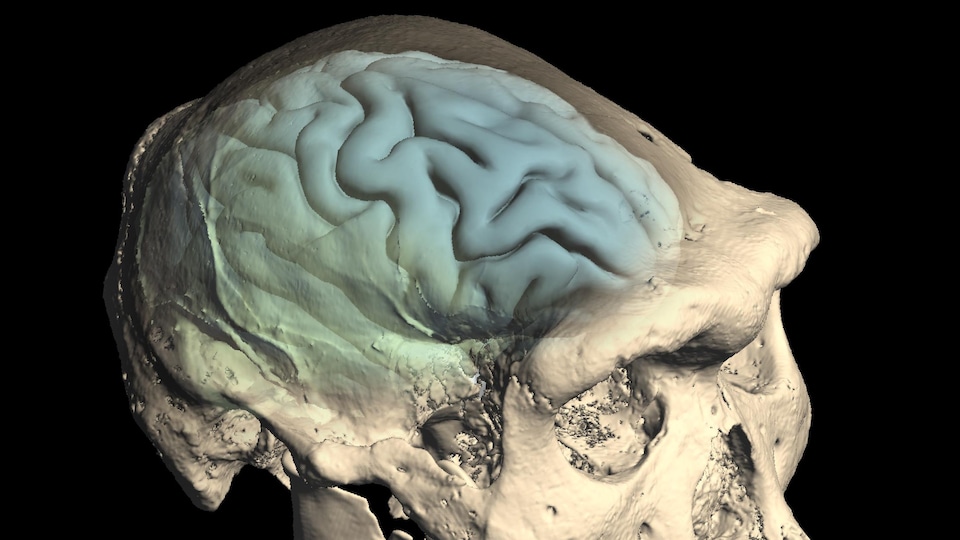 Le crâne d'un Homo précoce provenant de Dmanisi, en Géorgie.