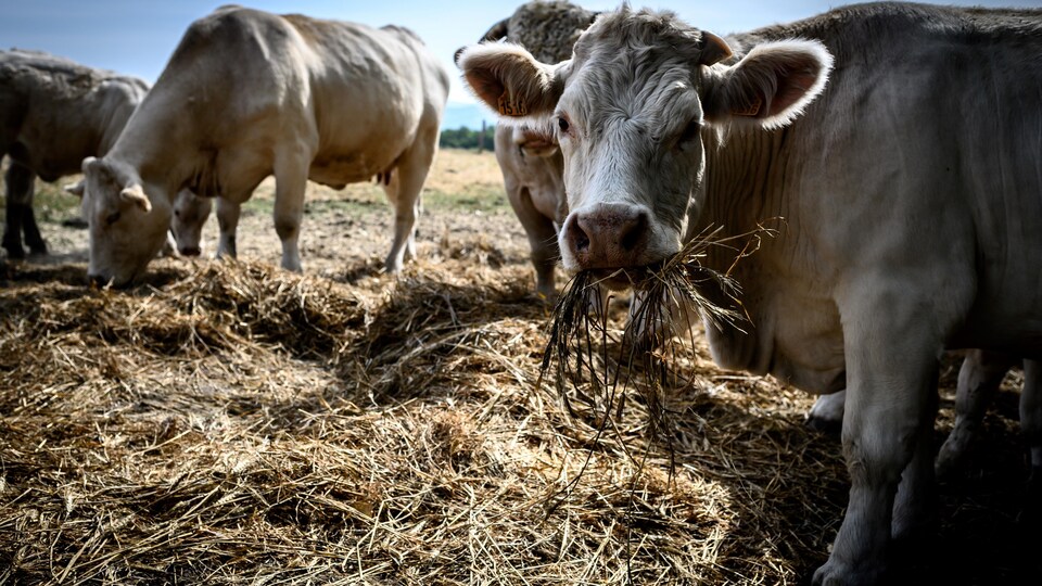 Des vaches paissent dans un pré. 
