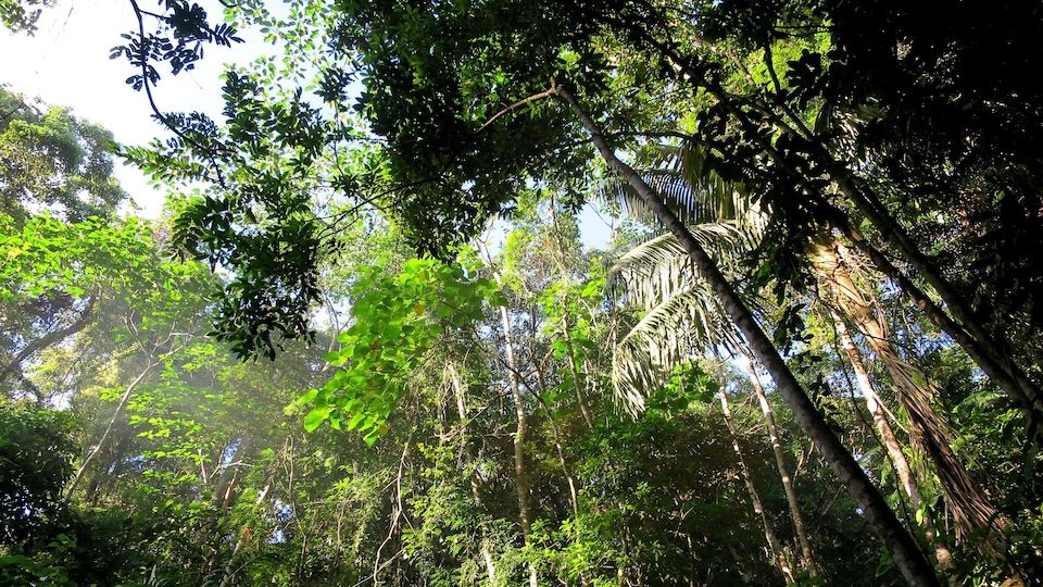 Forte Hausse De La Destruction De La Foret Vierge Tropicale En Radio Canada Ca