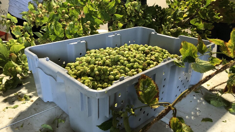 Un bac de plastique rempli de houblon.