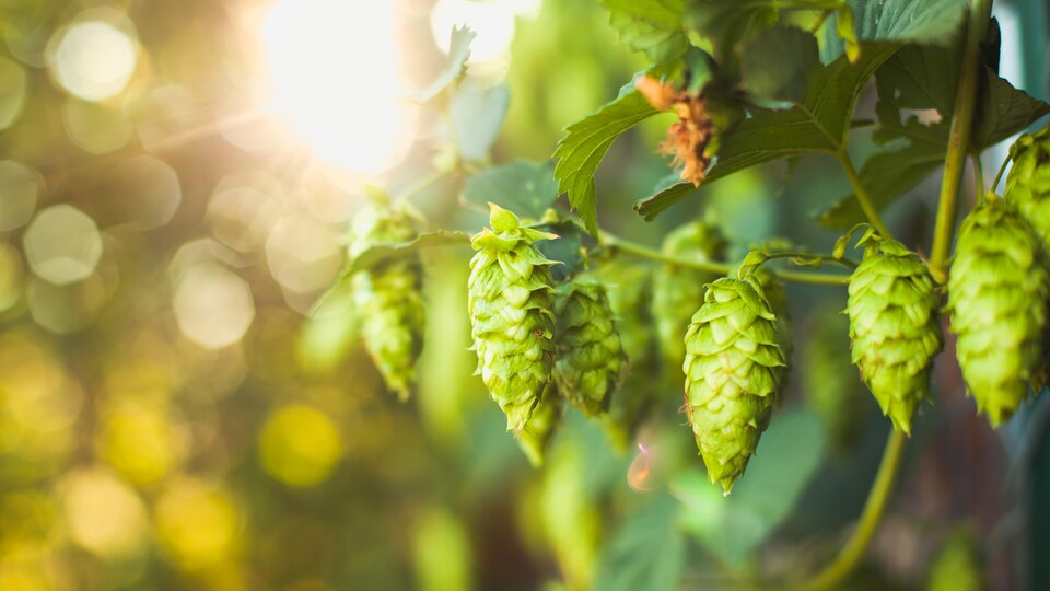 Cônes suspendu à un plant de houblon.