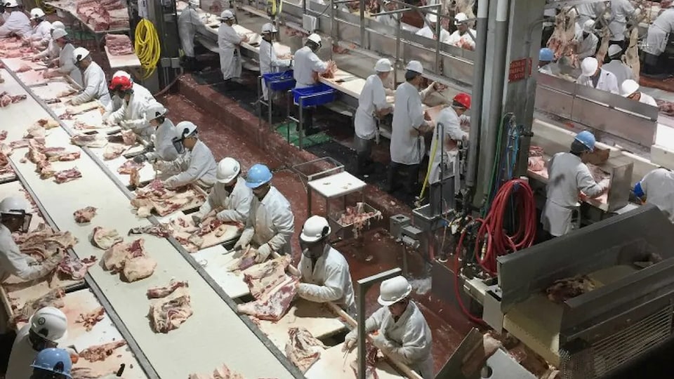 Les employés de l'usine de transformation de viande Cargill en train de désosser des morceaux de boeufs.