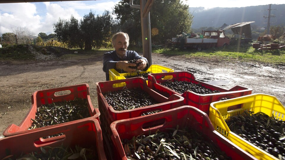Un producteur est photographié devant des bacs contenant des olives, près des champs où elles poussent. 