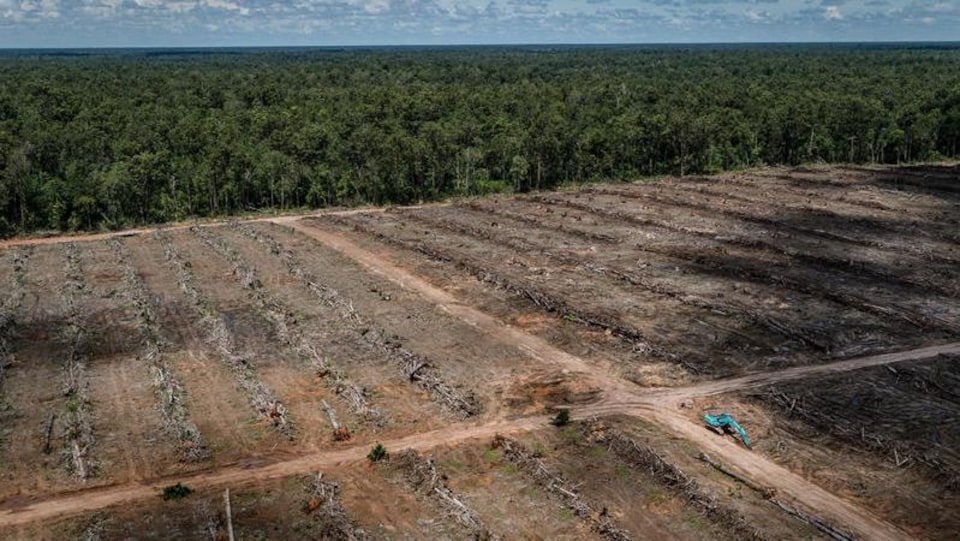 Vue aérienne de la déforestation d’une plantation de palmiers utilisés dans la production d’huile de palme.