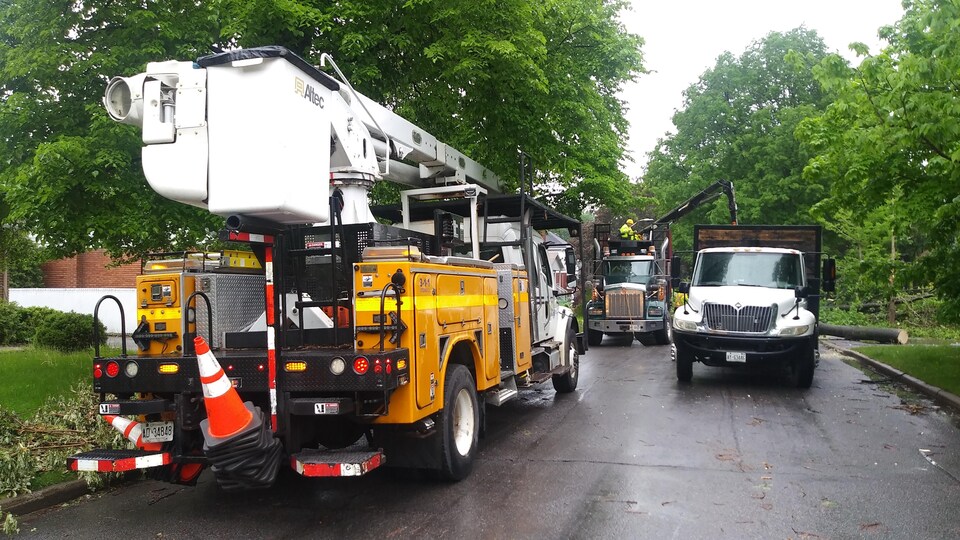 Des camions sont stationnés. En arrière-plan, un homme travaille après avoir coupé un arbre.