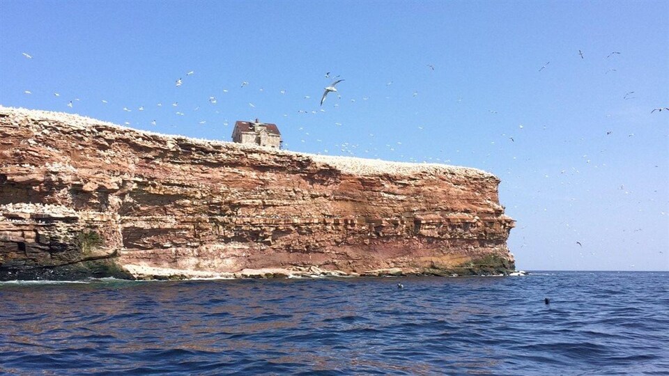 Sur l'Île Brion, le rocher aux Oiseaux