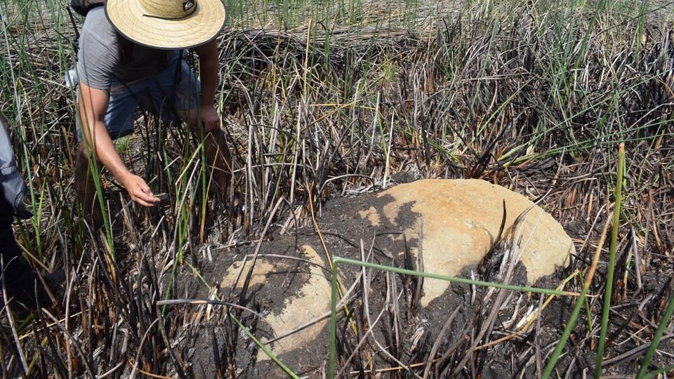 Un moaï découvert dans une lagune asséchée du cratère du volcan Rano Raraku sur l'île de Pâques.