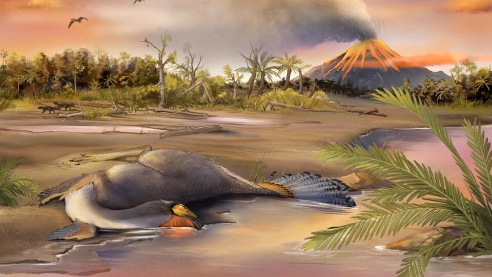 Illustration artistique du spécimen bien préservé de Caudipteryx.