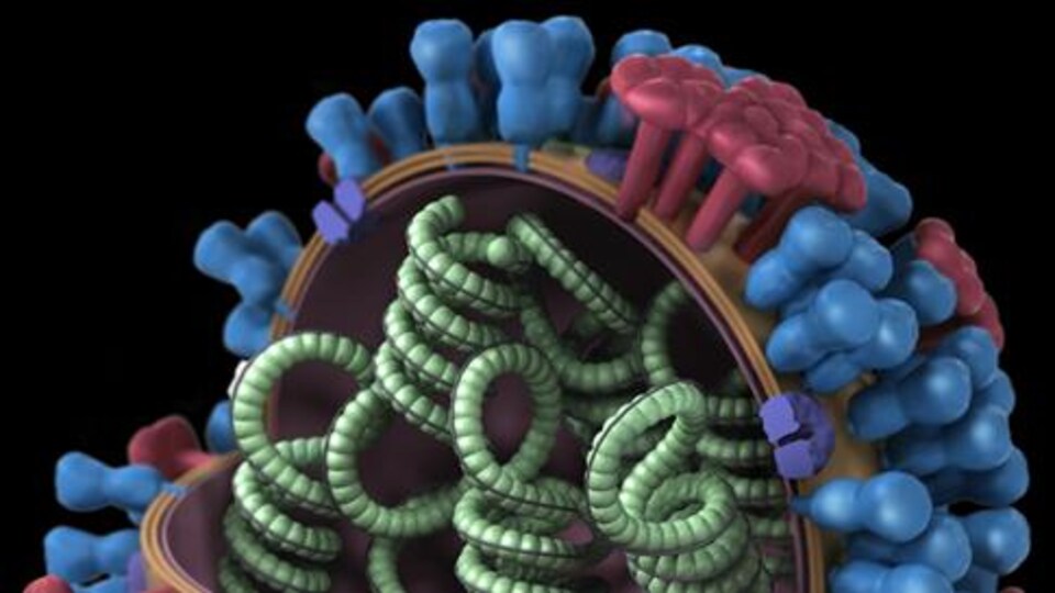 Illustration montrant le virus de l'influenza.