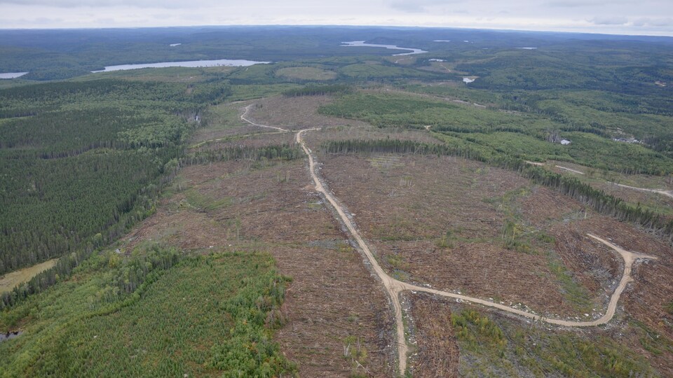 Image aérienne d’une coupe forestière et d’un chemin forestier.
