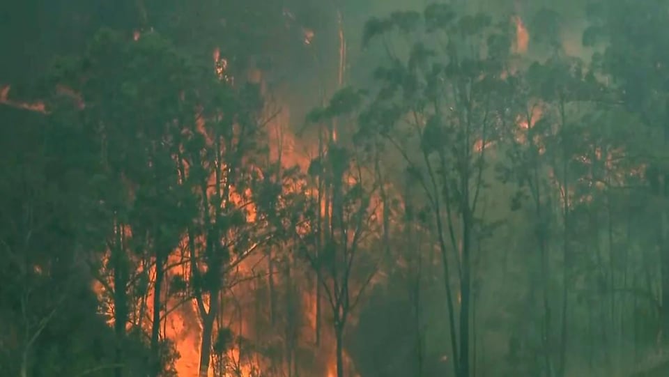 Une forêt ravagée par un incendie.