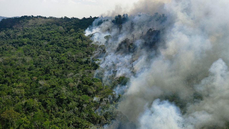 Vue aérienne d'un feu de forêt. 