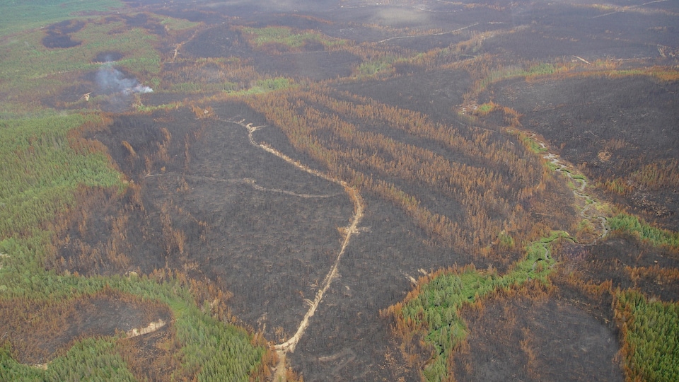 Vue aérienne sur des taches de forêt brûlée.On voit des parcelles de forêt qui ne sont pas touchée par l'incendie, mais la majeure partie de l'image est occupée par une forêt incendiée.