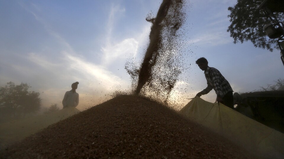 Récolte de blé dans la région d'Ahmedabad dans l'ouest de l'Inde.