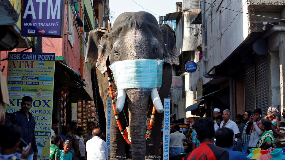 Un éléphant marche dans une rue bondée.