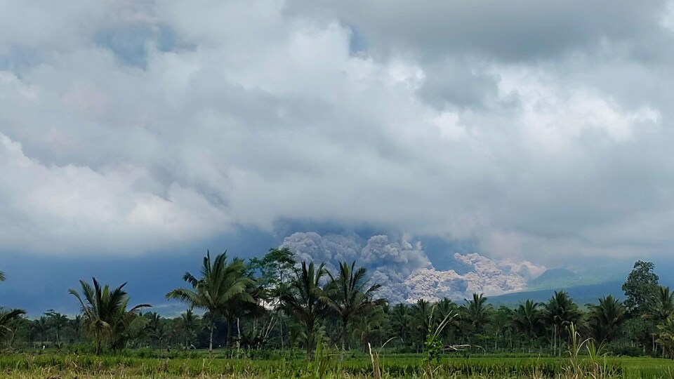 Le mont Semeru en éruption derrière des palmiers.