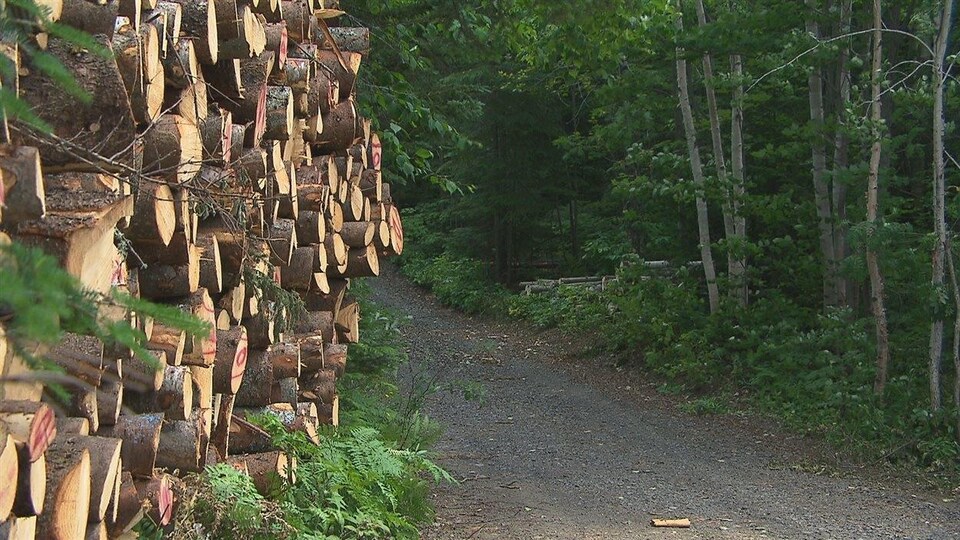 Des billes de bois empilées en forêt. 