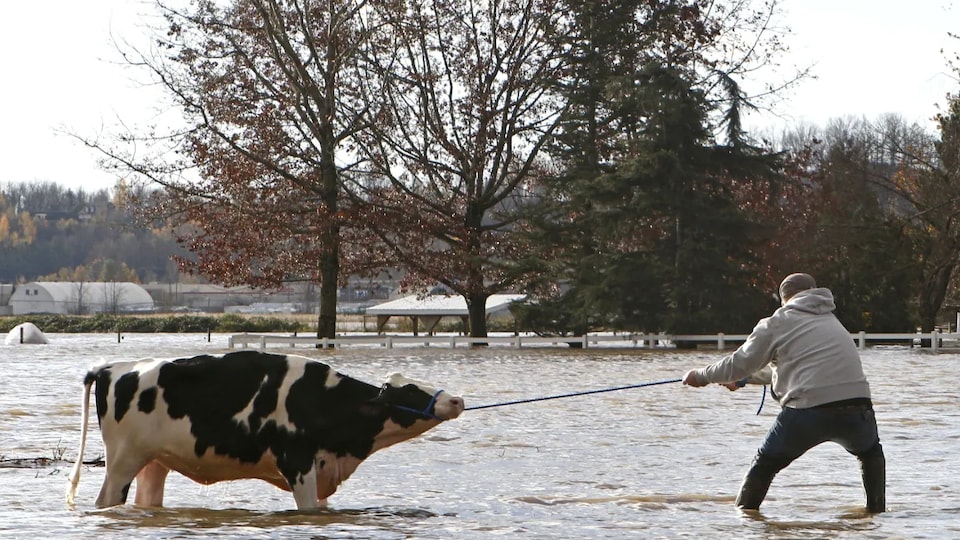 Un homme tire une vache dans un pré complètement inondé.