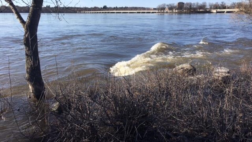 Une vague d'eau frappe un arbre