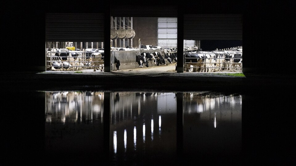 Des vaches dans une ferme entourée d'eau en Colombie-Britannique lors d'inondations.