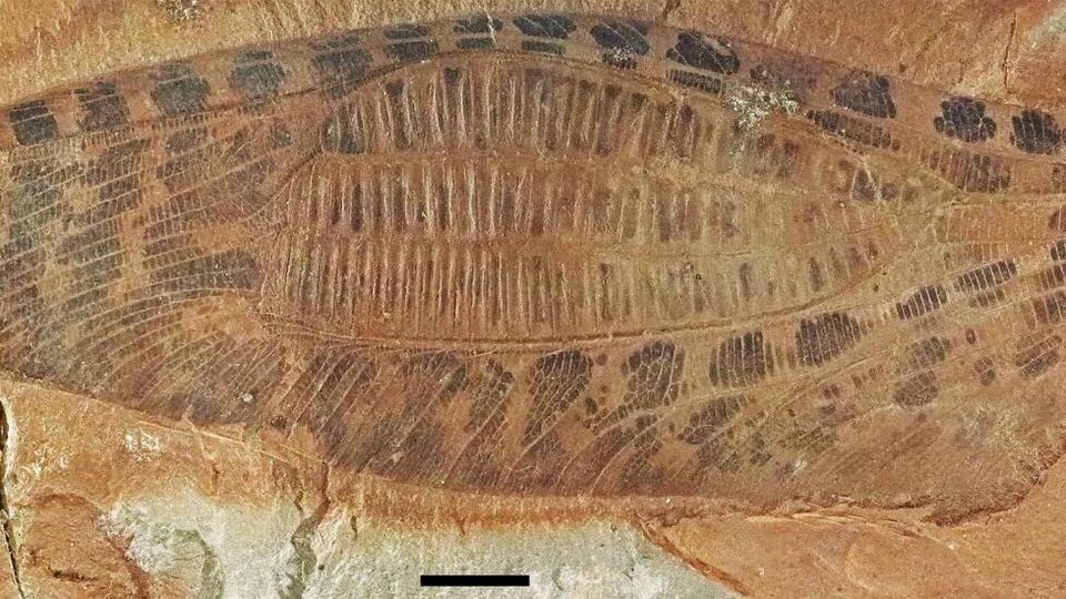 Découverte du plus ancien fossile d'insecte communiquant avec ses ailes ...