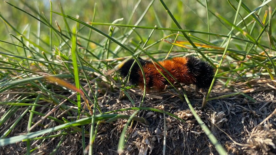 Les insectes souffrent des fluctuations de températures cet hiver en Alberta  