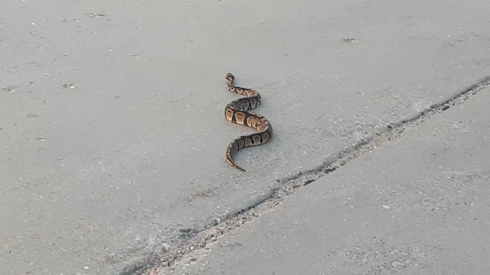 Un serpent rampant au milieu de la route.