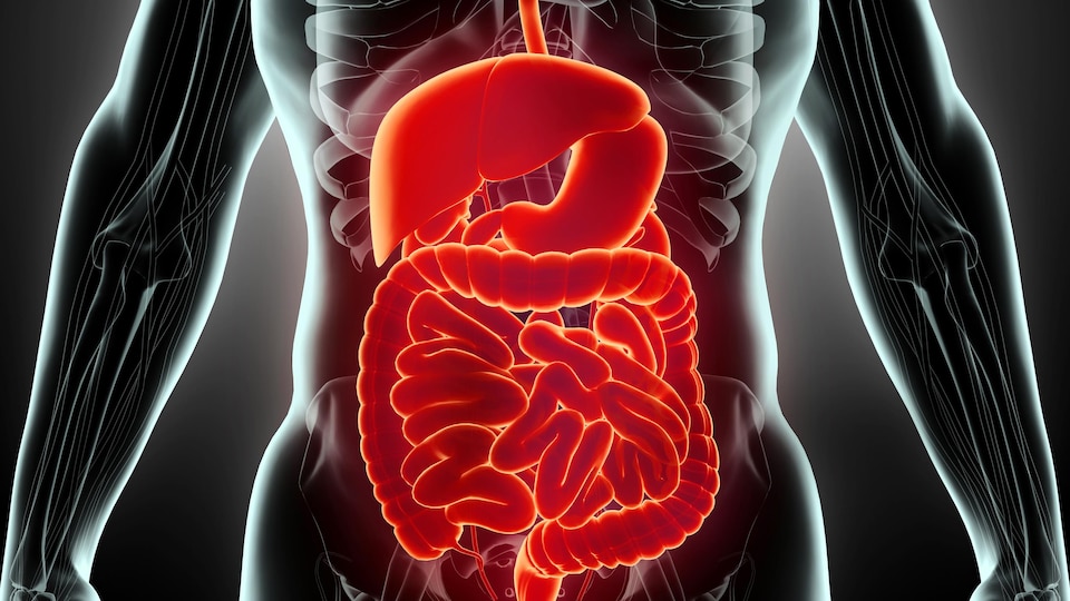 Illustration montrant le système digestif d'un humain.