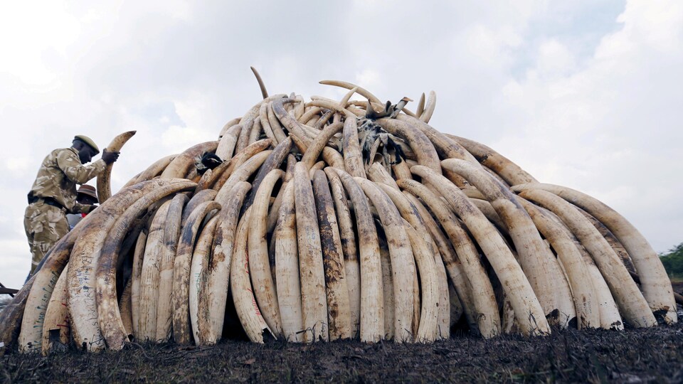 Une membre de l’agence Kenya Wildlife Service, qui s’occupe de la conservation de la nature, se trouve à côté d'une pile de défenses d'éléphant confisquées, qui représentent près de 105 tonnes d’ivoire.