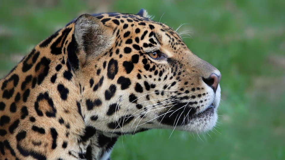 Gros plan sur la tête d'un jaguar.