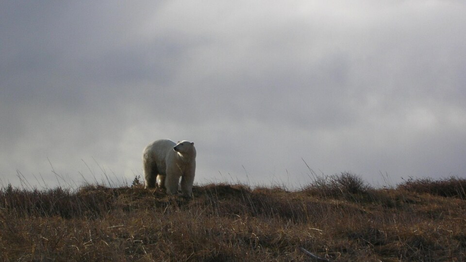 Un ours blanc.