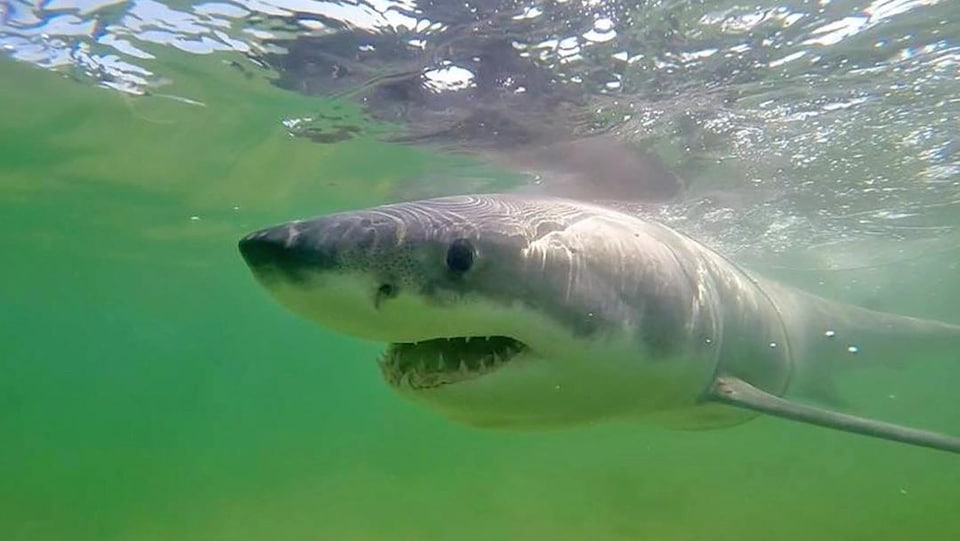 Le requin Jamison sous l'eau.