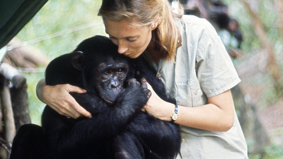 Jane Goodall et un chimpanzé.
