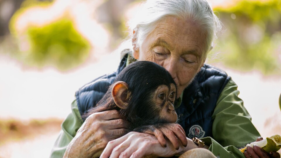 La primatologue Jane Goodall avec un bébé chimpanzé dans ses bras. 