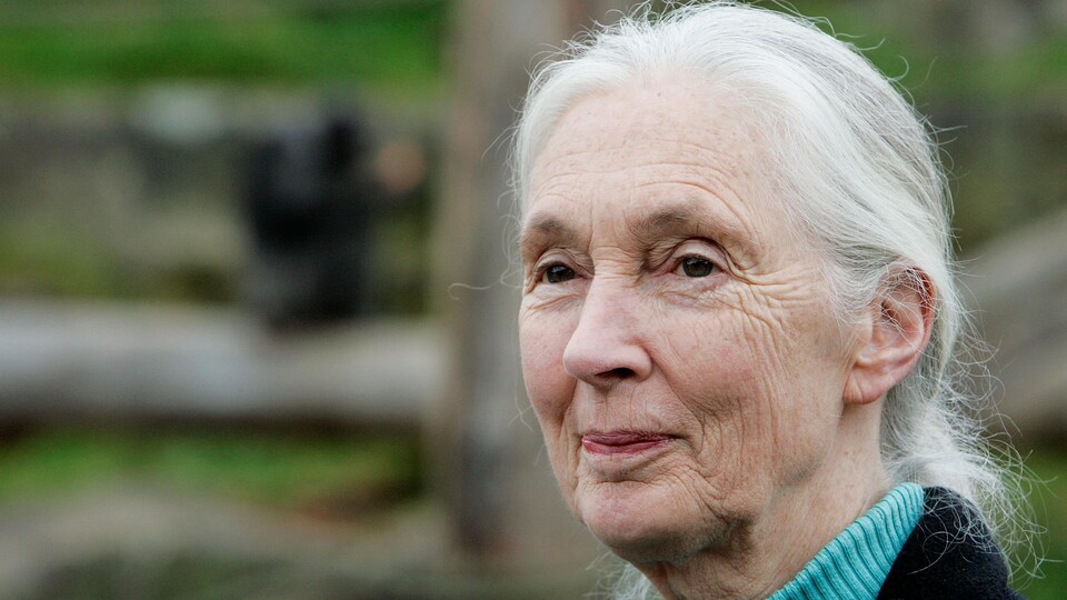 Gros plan de la primatologue Jane Goodall.