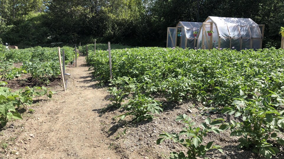 Un jardin et des serres.