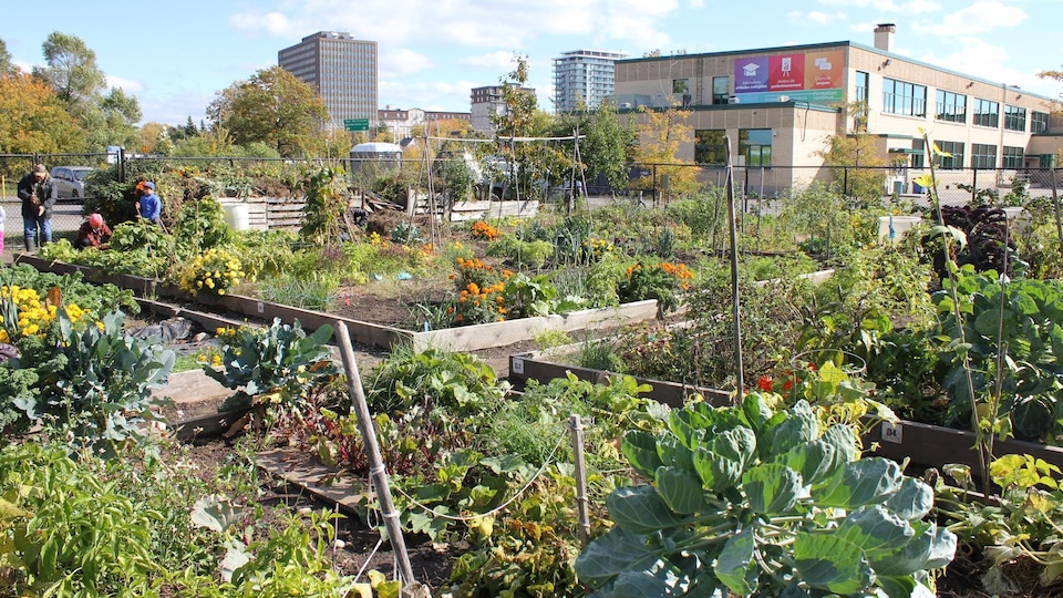 Un jardin communautaire. (archives)