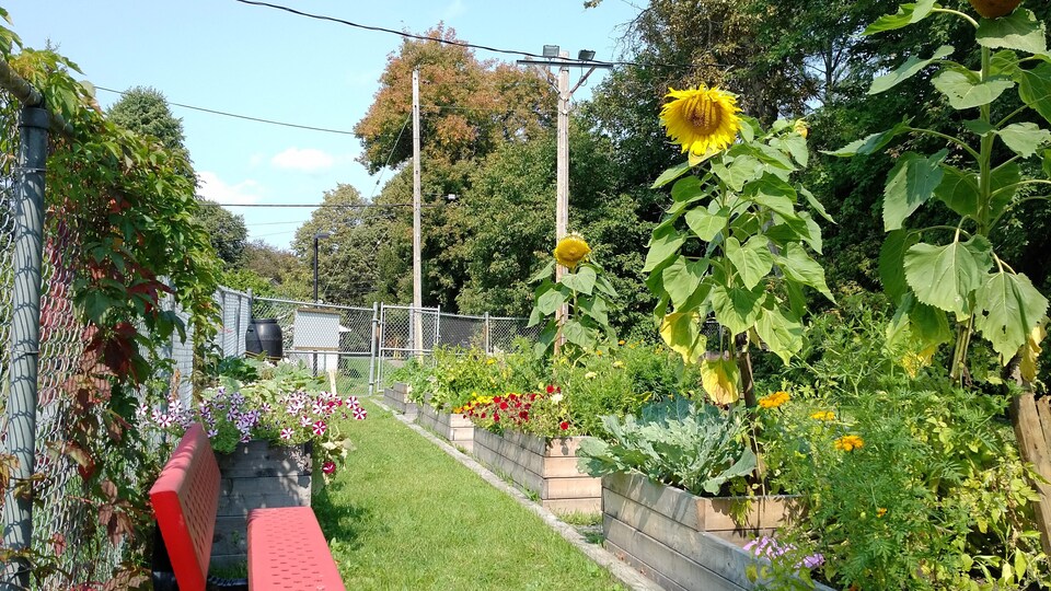 Des bacs en bois contenant différentes plantes dans le jardin communautaire Westmount 4-H Club.