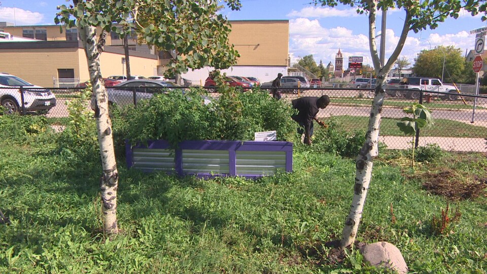 Un homme cueille des légumes alors que l'on voit l'un des bacs du jardin communautaire de l'école secondaire Gordon Bell de Winnipeg.