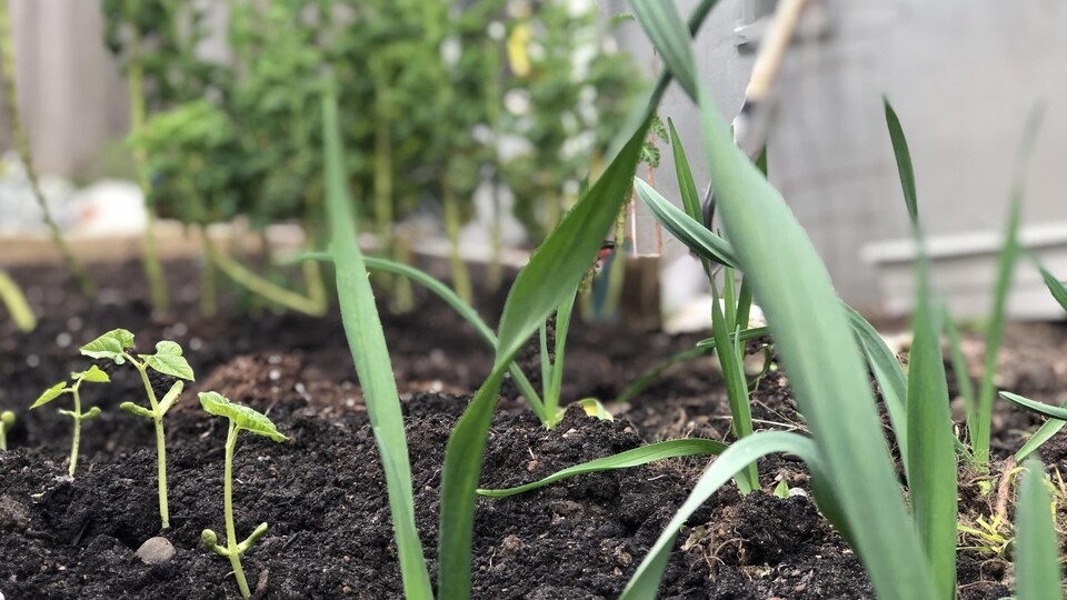 Un jardin avec de jeunes pousses.