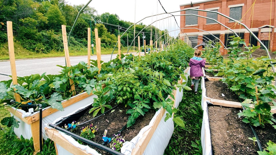 Un jardin urbain pour combattre l'insécurité alimentaire