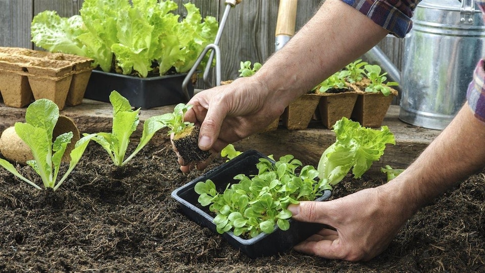 Un homme plante des pousses de salade dans un bac de terre. 