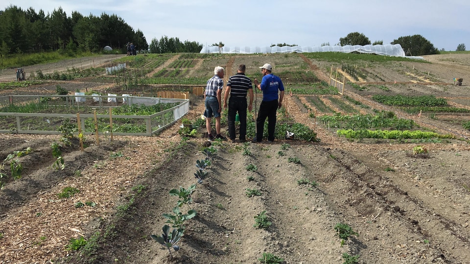 Des jardiniers dans un potager