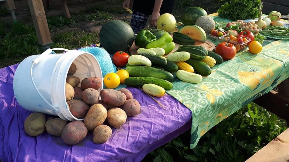 Récoltes de patates, concombres, tomates, poivrons, oignons, melons et laitue sur une table.